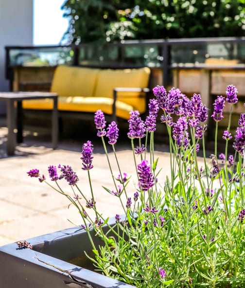 Patio with lavender